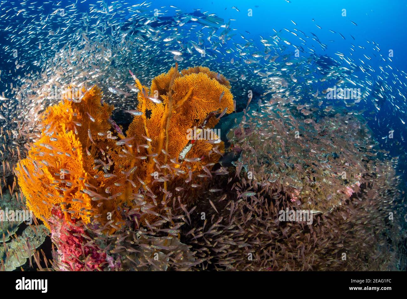 Bella barriera corallina tropicale con coralli morbidi e colore a. Roccia Nera nell'Arcipelago Mergui della Birmania (Mare delle Andamane) Foto Stock
