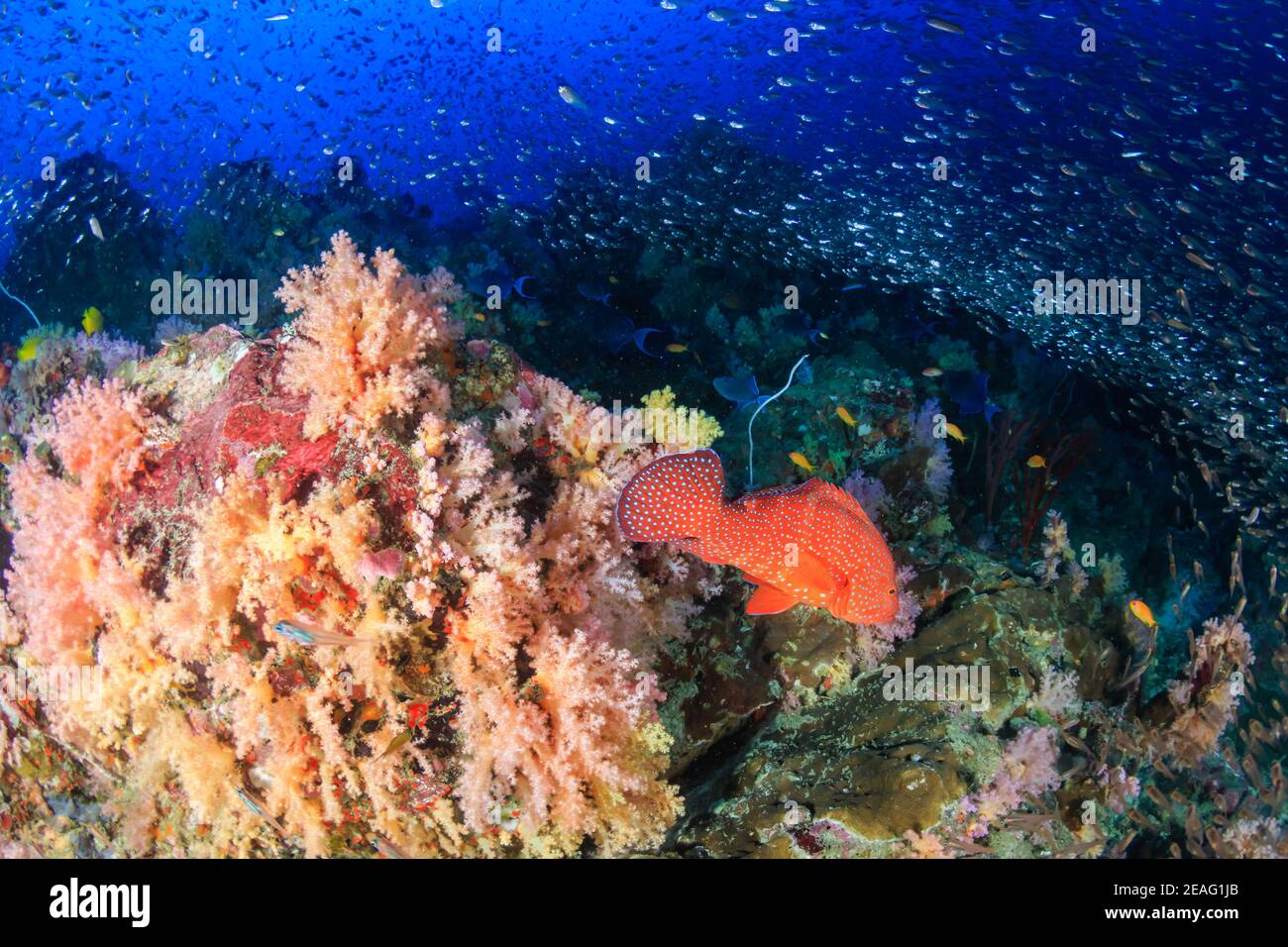 Bella barriera corallina tropicale con coralli morbidi e colore a. Roccia Nera nell'Arcipelago Mergui della Birmania (Mare delle Andamane) Foto Stock