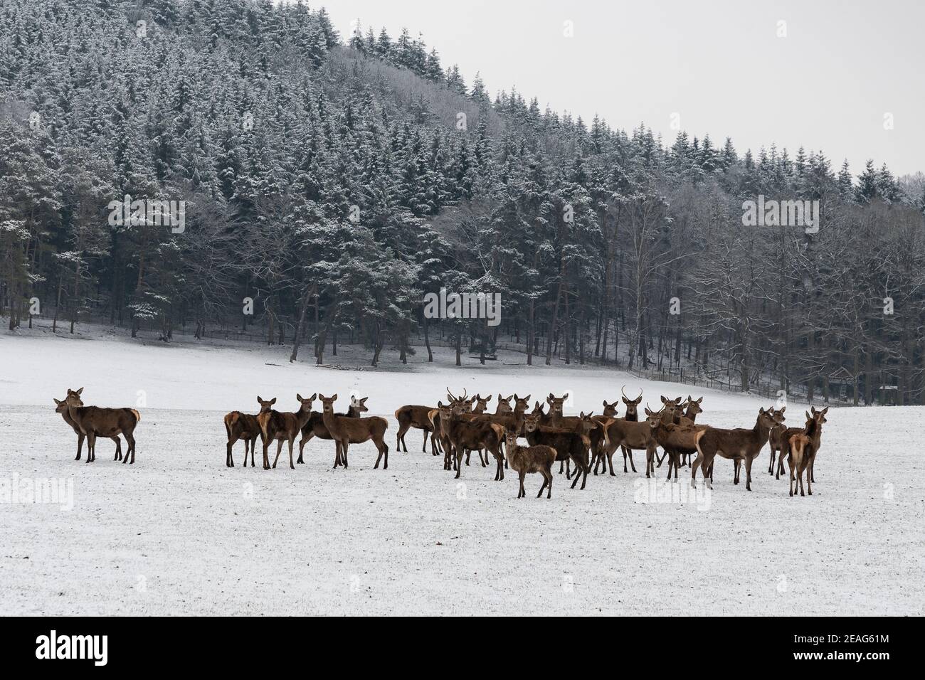 femmine cervi rossi e i suoi fawns nella neve Foto Stock