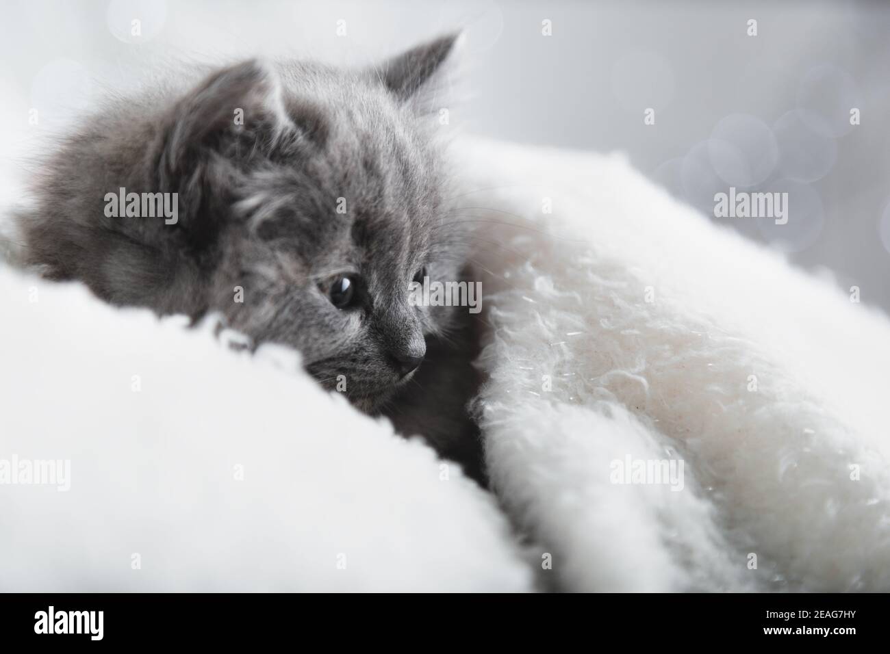 Gattino grigio flaffy che riposa. Gatto capretto animale domestico di mammifero con il lato interessato del viso di sguardo sullo spazio di copia. Piccolo gattino grigio a casa onwhite Foto Stock