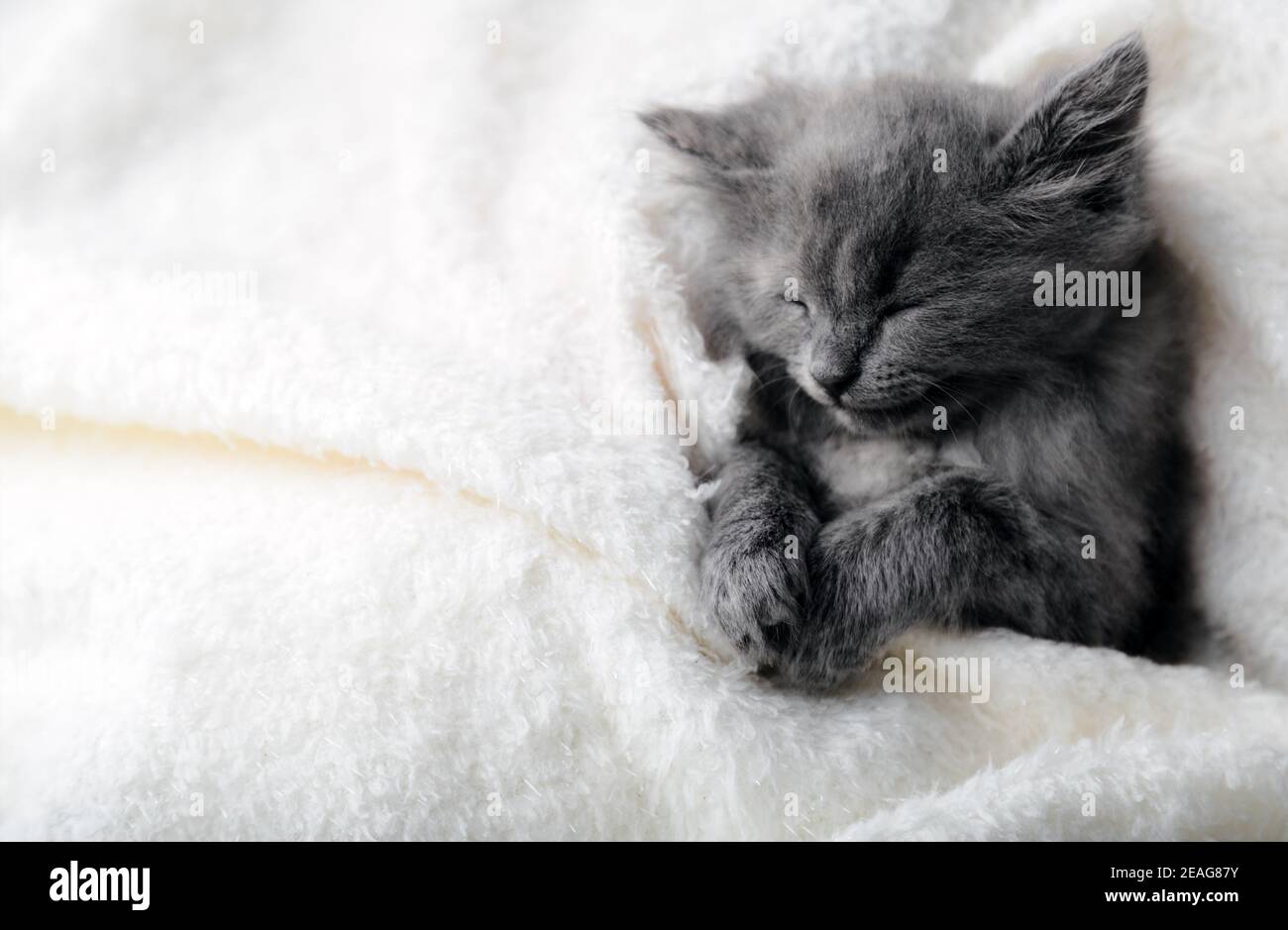 Gattino grigio dormire su coperta di colore bianco. Animale grigio gatto capretto con zampe relax dozer pisolino sul letto con spazio copia. Piccolo gattino su sfondo bianco con Foto Stock