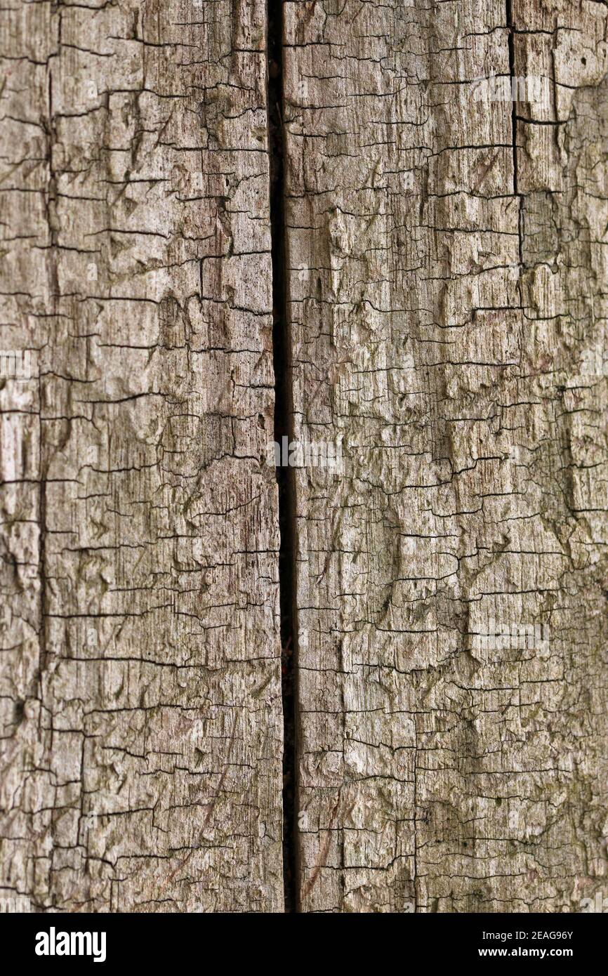 Tronco di albero marrone chiaro morto senza corteccia con una grande spaccatura verticale e molte piccole crepe orizzontali che potrebbero essere usate come sfondo astratto. Foto Stock