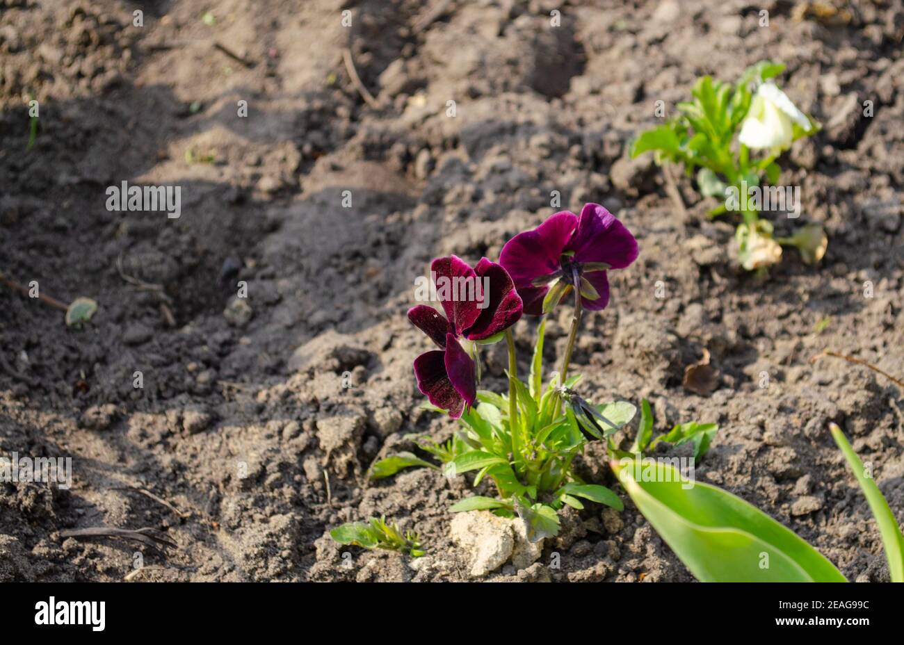 Pansy fiore o primavera giardino viola. Disposizione dei fiori e disegno floreale. Foto Stock