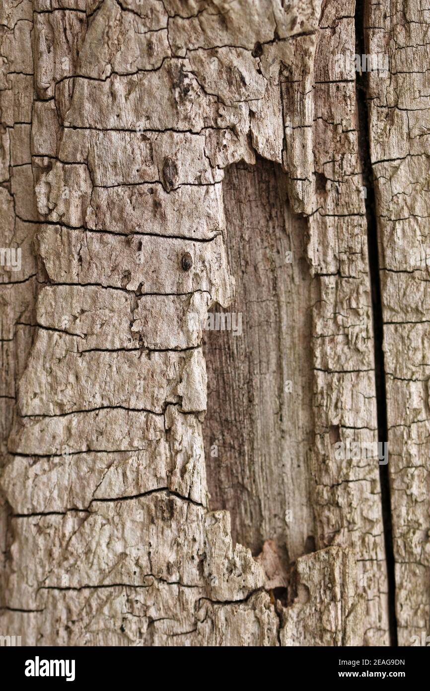 Tronco di albero marrone chiaro morto senza corteccia, un foro, grande spaccatura verticale e molte piccole crepe orizzontali che potrebbero essere usate come sfondo astratto. Foto Stock