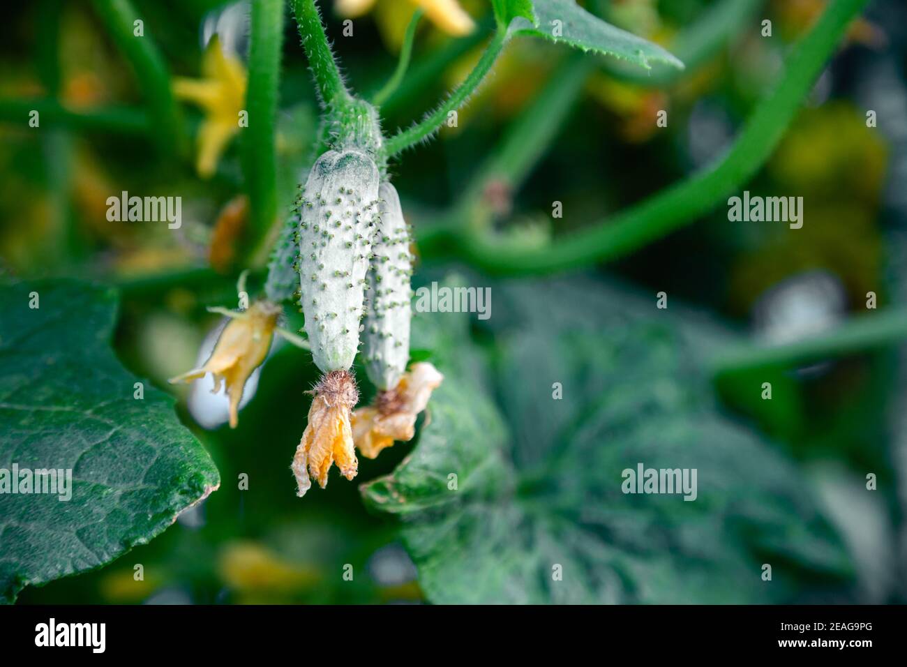 Piccoli cetrioli in giardino. Fioritura con fiori gialli, piante di cetriolo sono legate nel giardino fattoria. Cetrioli freschi e succosi all'esterno con copia Foto Stock