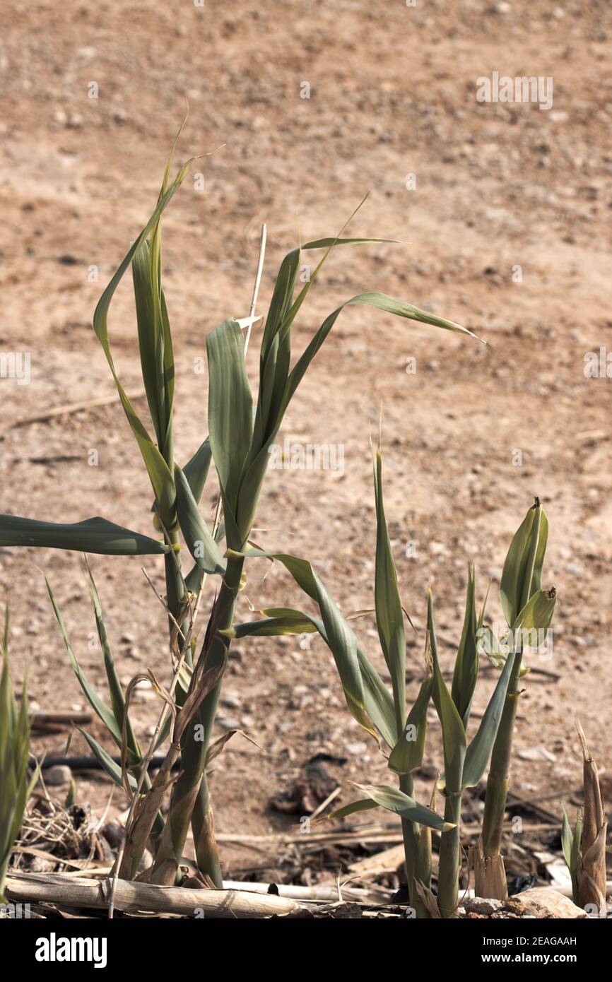 Alcune aste di tipo Arundo donax che sono recentemente uscite dal suolo, con spazio di copia Foto Stock
