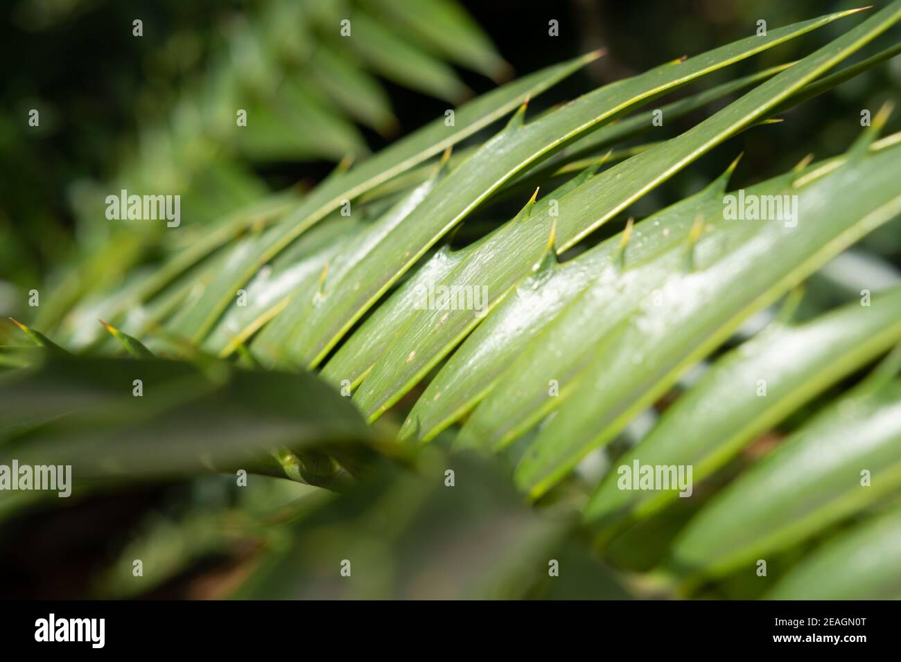 Primo piano di foglie tropicali. Natura macro nella foresta. Giardino botanico nel centro della città. Foto Stock