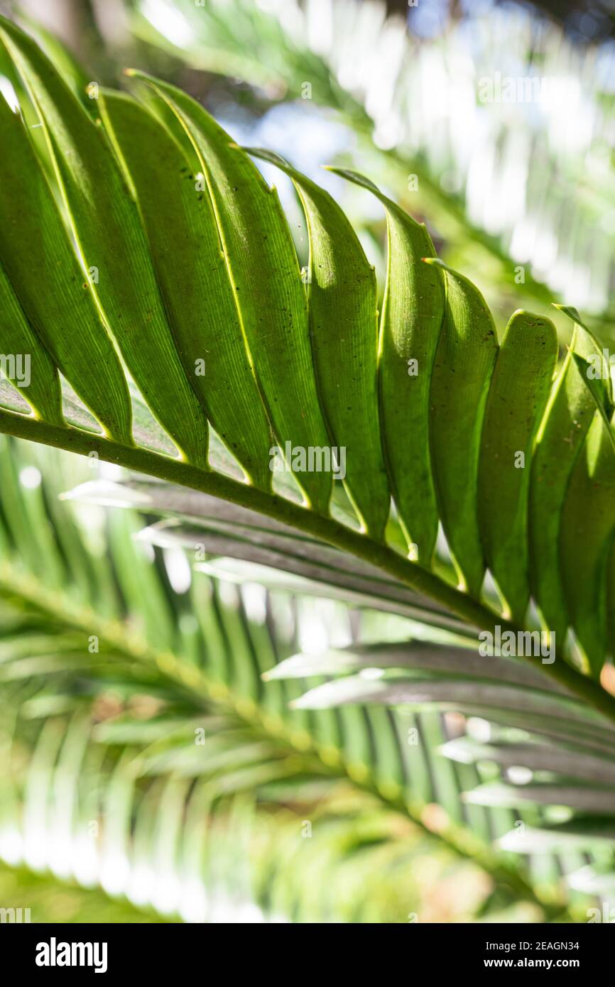 Primo piano di foglie tropicali. Natura macro nella foresta. Giardino botanico nel centro della città. Foto Stock