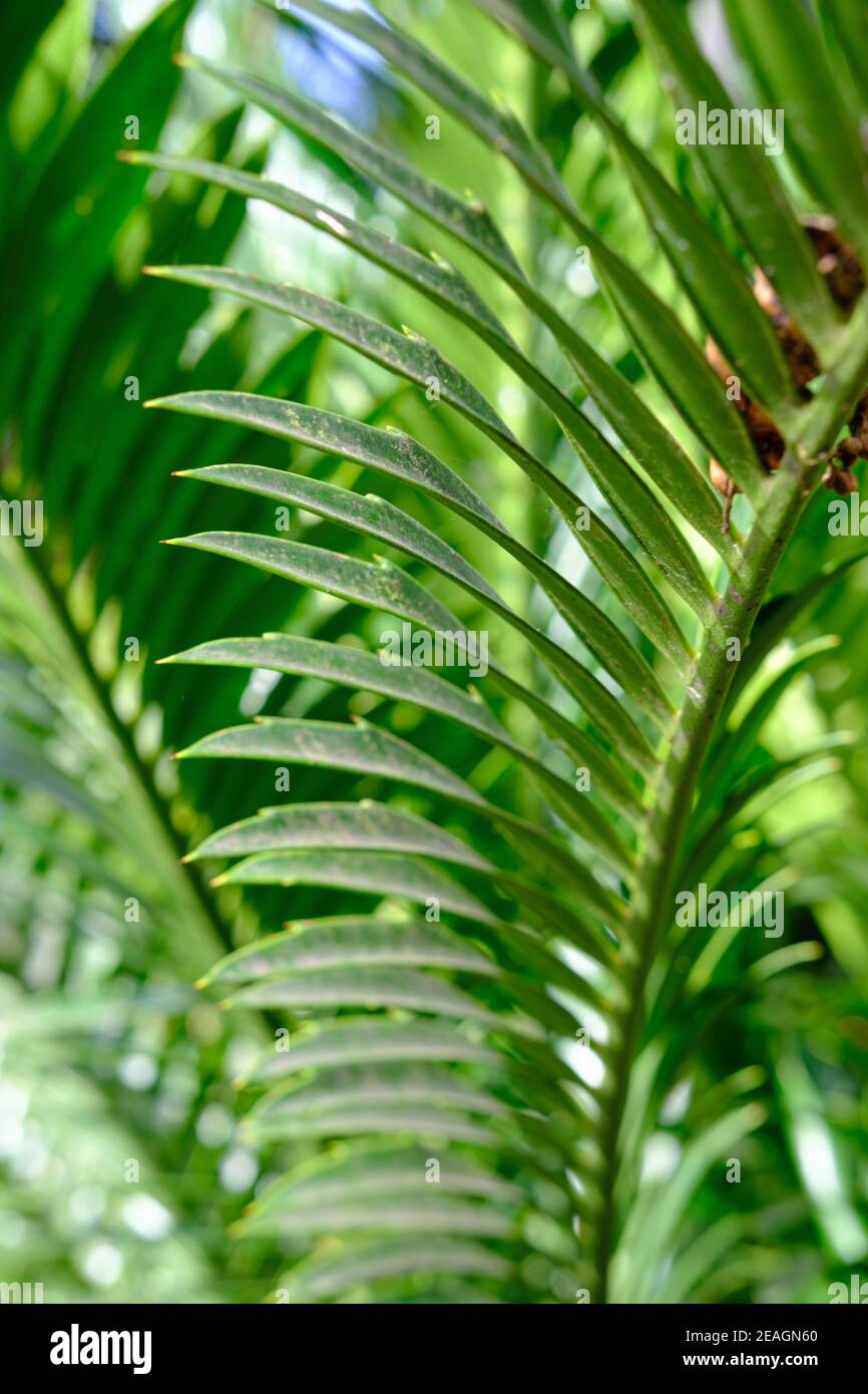 Primo piano di foglie tropicali. Natura macro nella foresta. Giardino botanico nel centro della città. Foto Stock