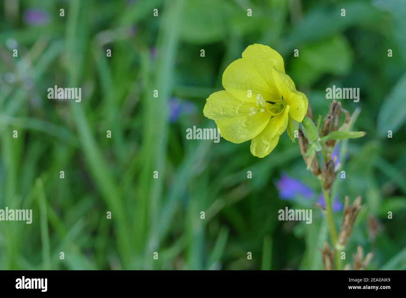 Pianta fiore rosso sera Primrose Oenotera dettaglio vista con gocce di pioggia Foto Stock