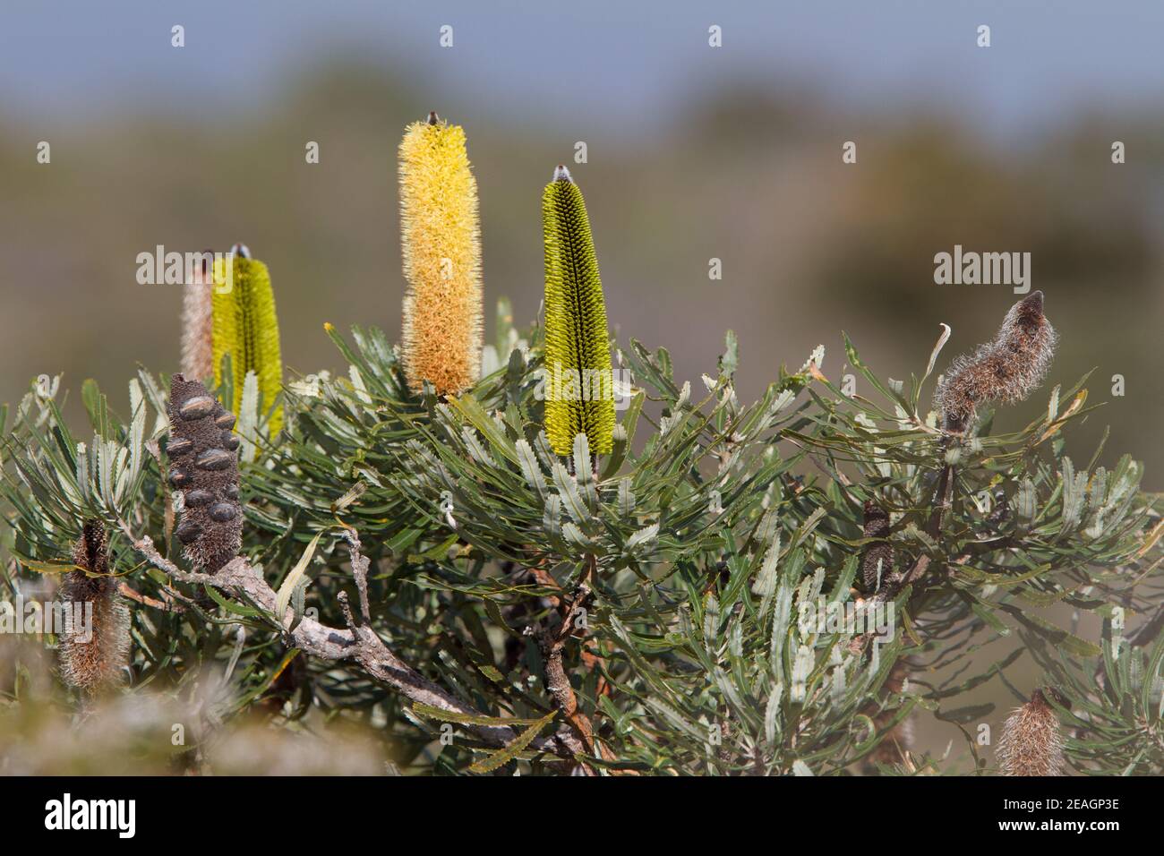 Varie fasi di fiori attenuata Banksia al campo Bush di Tozers Australia occidentale Foto Stock