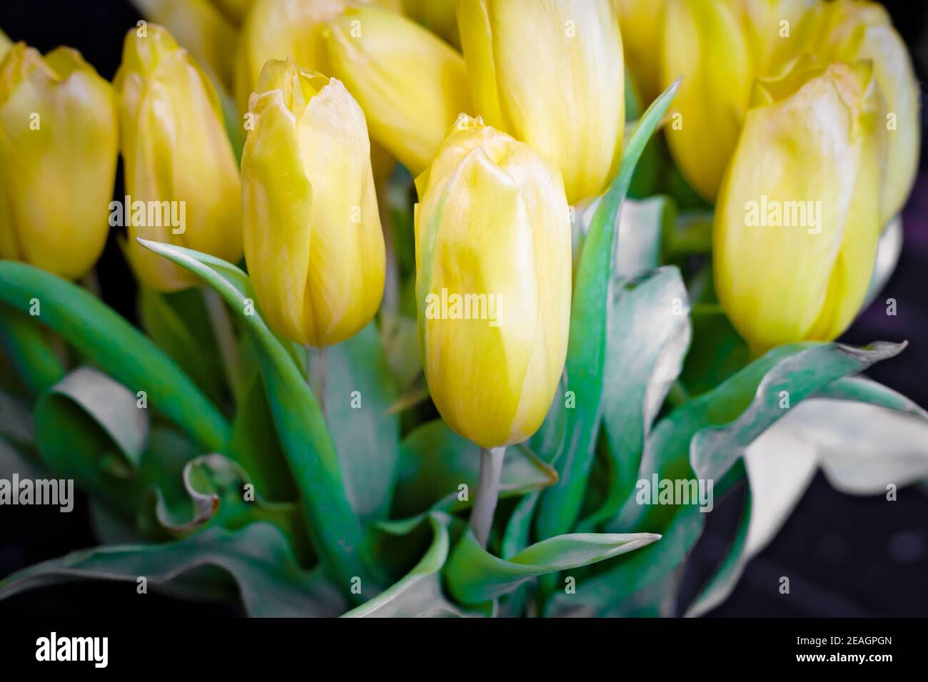 Bouquet di tulipani gialli su sfondo scuro Foto Stock