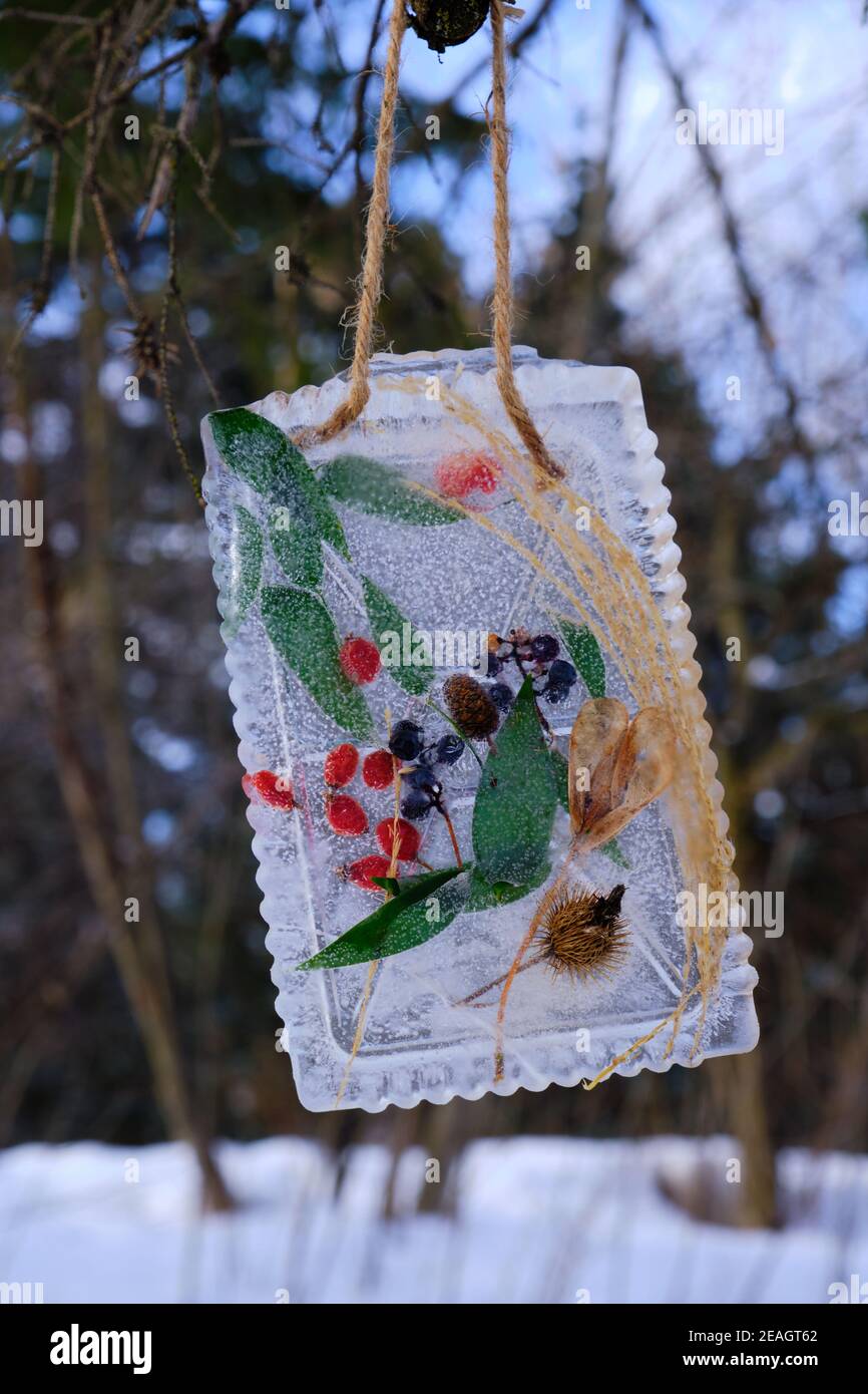 Esposizione di arte ghiacciata di tableau di ramoscelli secchi e frutta Congelato in ghiaccio sospeso tra alberi nel parco di Ottawa Foto Stock