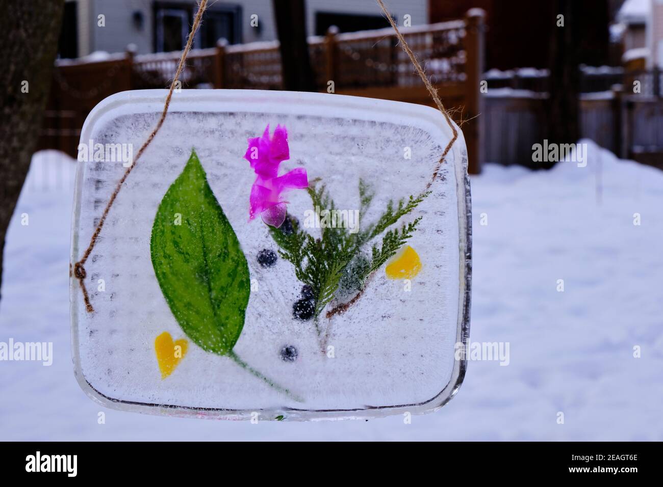 Esposizione di arte ghiacciata di tableau di ramoscelli secchi e frutta Congelato in ghiaccio sospeso tra alberi nel parco di Ottawa Foto Stock