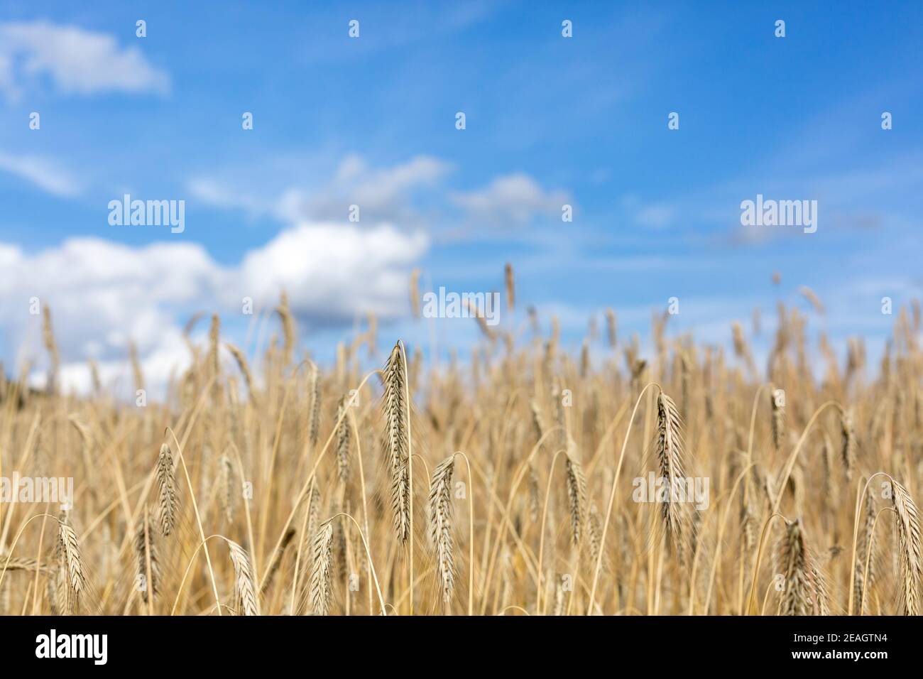 Campo di grano secco e cielo blu brillante Foto Stock