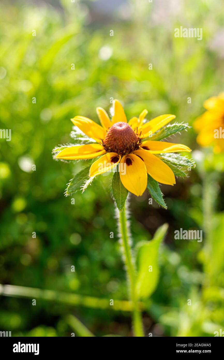 Particolare di un bel fiore giallo con petali setosi e sfondo sfocato. Foto Stock