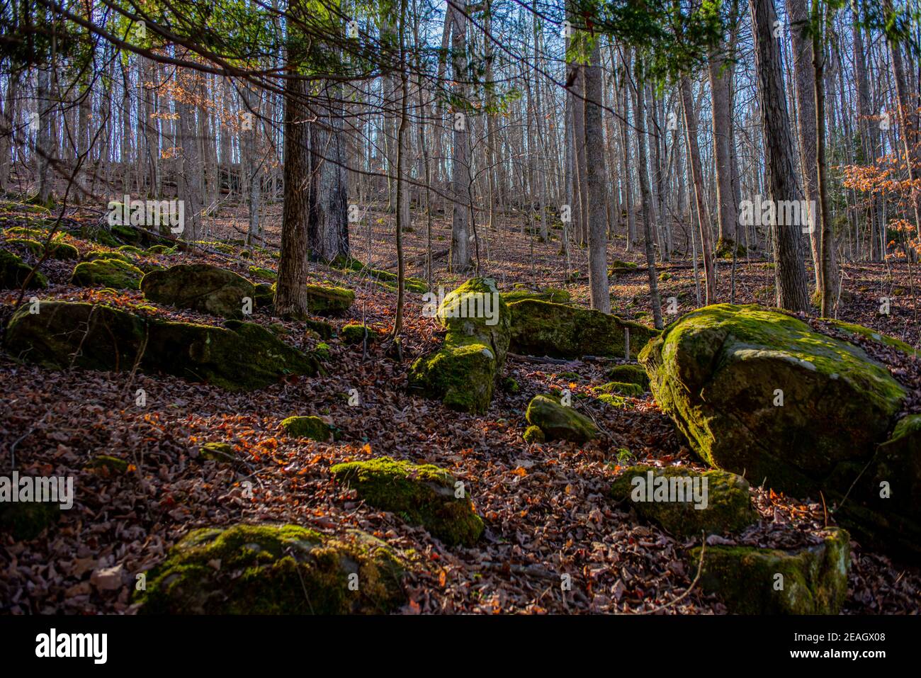 Il sole della sera splende su grandi rocce ricoperte da muschio verde Nel carter Caves state Park in Kentucky Foto Stock