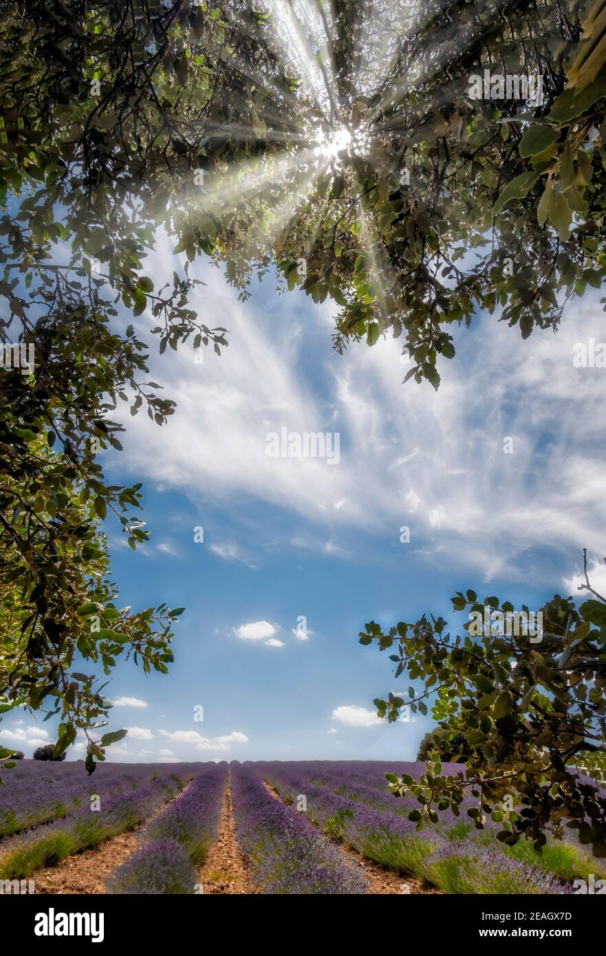 campi di lavanda in piena fioritura visti attraverso i rami di un albero in primo piano attraverso il quale la luce del sole filtra, verticale Foto Stock