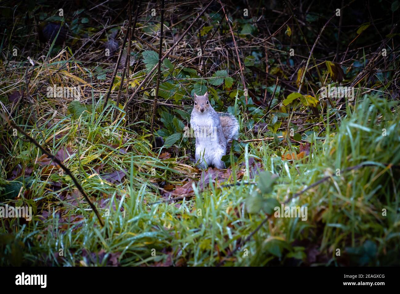 Uno scoiattolo solitario nel cespuglio. Foto Stock