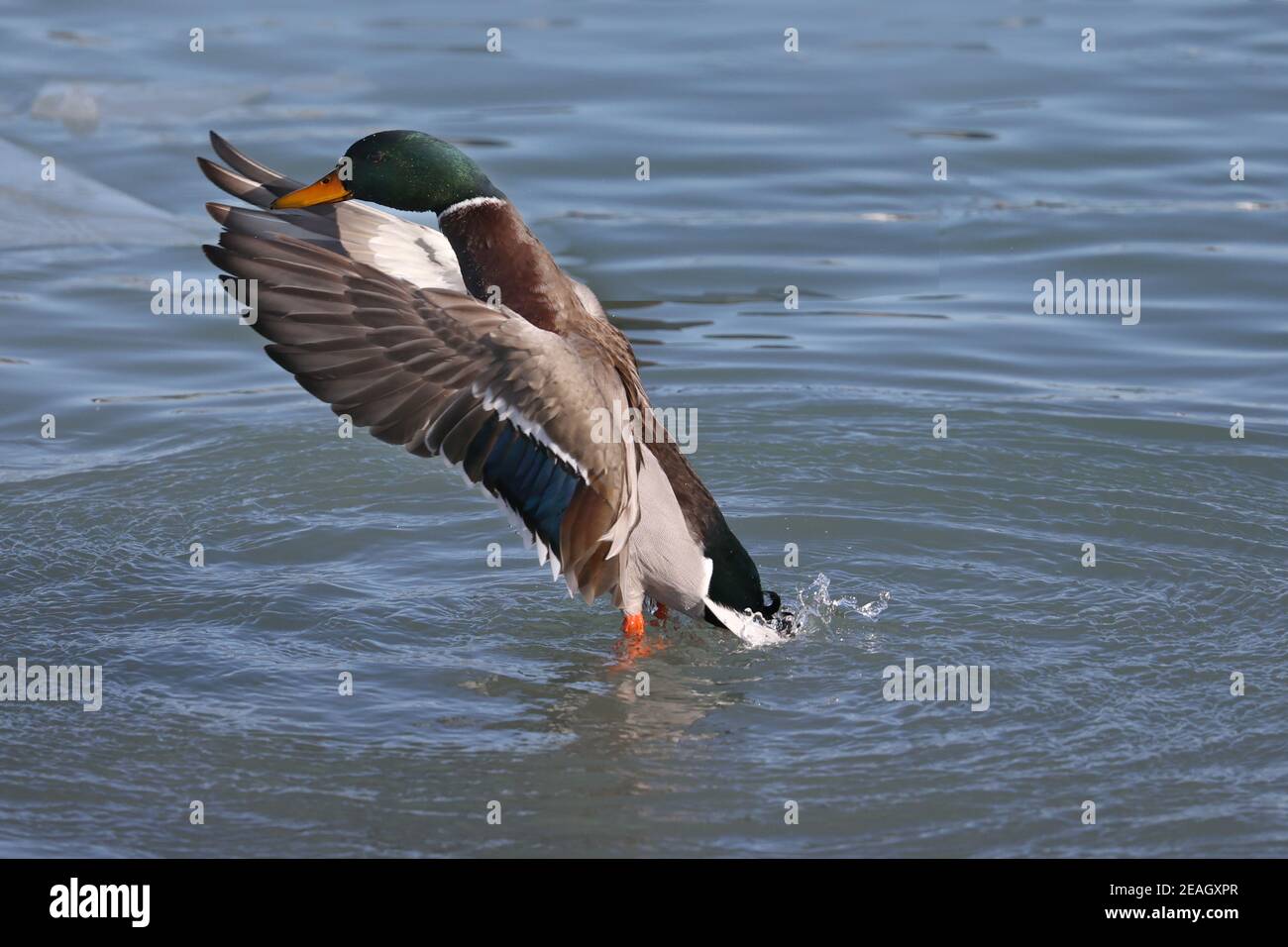 Mallard anatre al lago in inverno Foto Stock