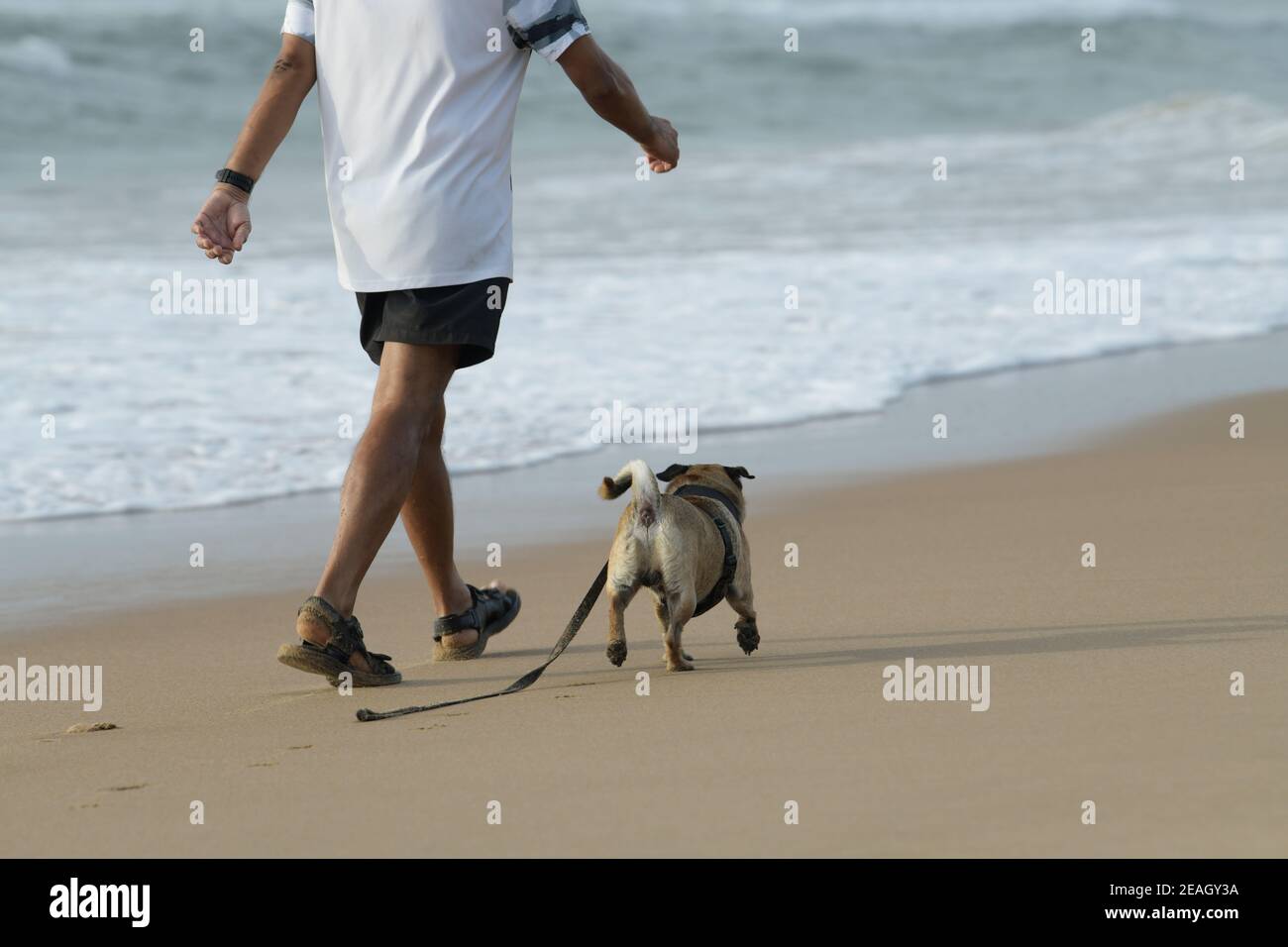 Persone, uomo adulto che cammina cane sulla spiaggia, salute animale, cani attivi, Durban, Sudafrica, migliore amico dell'uomo, compagno canino, stimolazione mentale Foto Stock