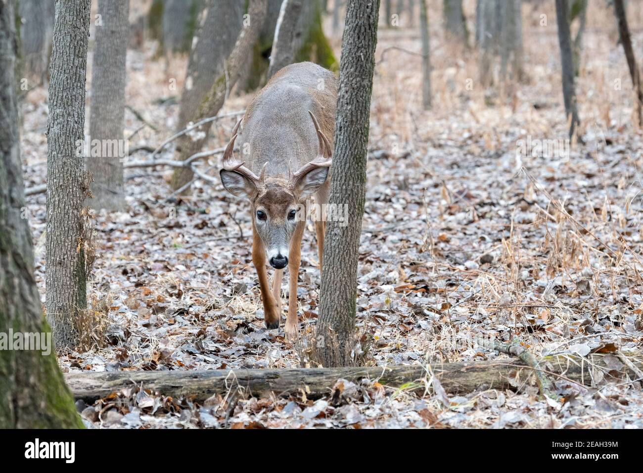 Buck di cervo dalla coda bianca (Odocoileus virginianus), stagione di caccia, fine autunno, e N. America, di Dominique Braud/Dembinsky Photo Assoc Foto Stock