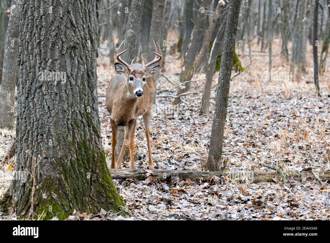 Buck di cervo dalla coda bianca (Odocoileus virginianus), stagione di caccia, fine autunno, e N. America, di Dominique Braud/Dembinsky Photo Assoc Foto Stock