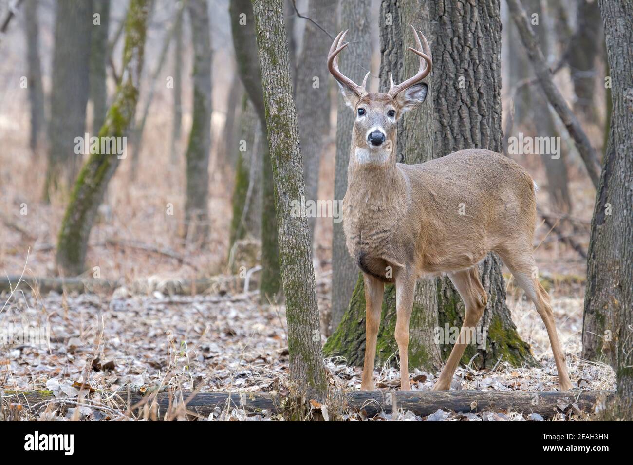 Buck di cervo dalla coda bianca (Odocoileus virginianus), stagione di caccia, fine autunno, e N. America, di Dominique Braud/Dembinsky Photo Assoc Foto Stock