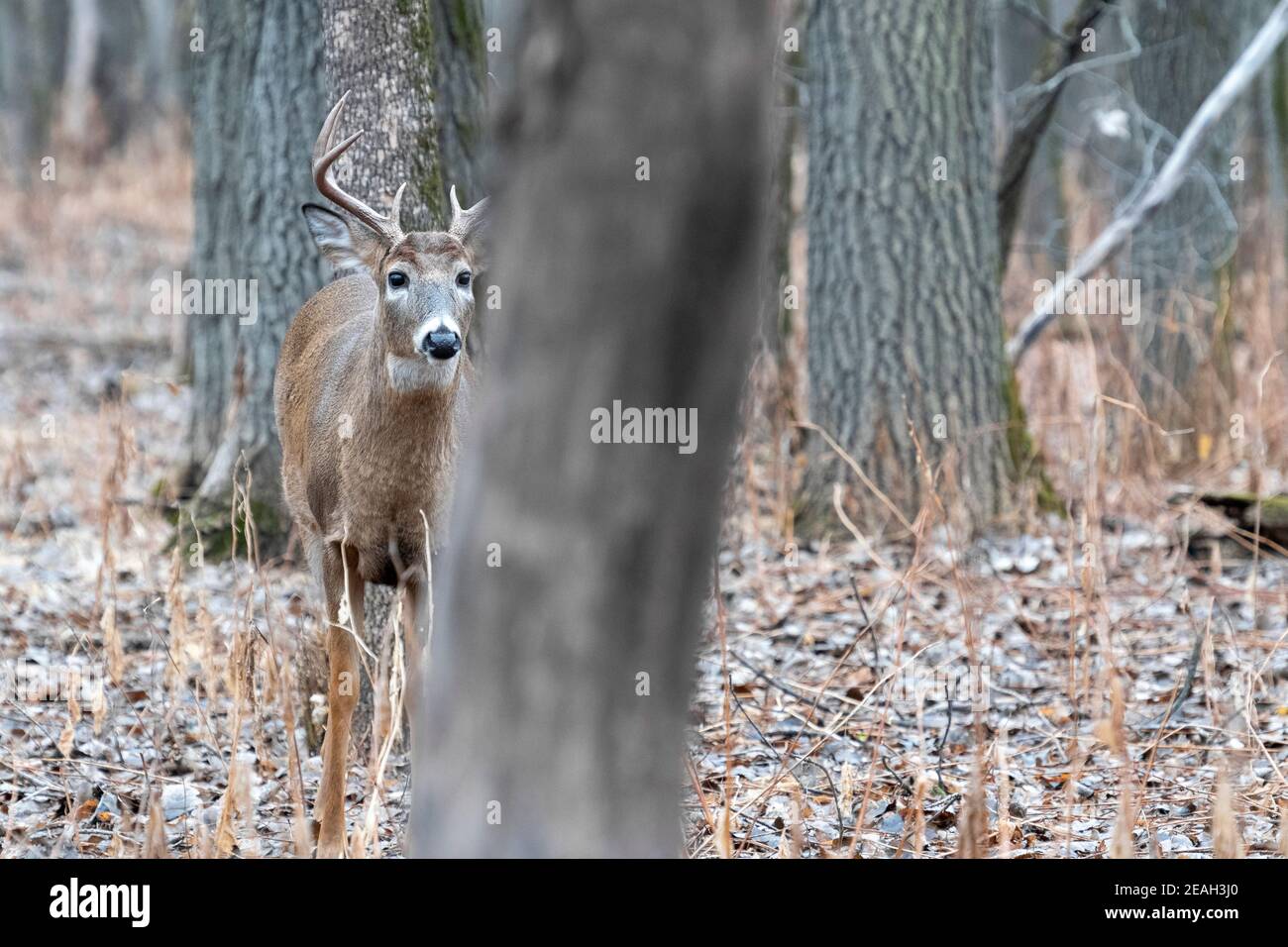 Buck di cervo dalla coda bianca (Odocoileus virginianus), stagione di caccia, fine autunno, e N. America, di Dominique Braud/Dembinsky Photo Assoc Foto Stock