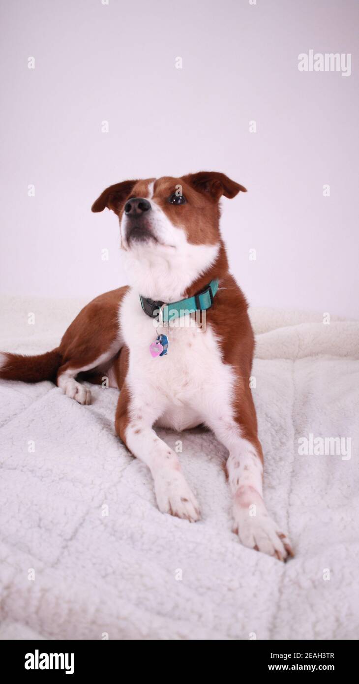 Cane di medie dimensioni - Fox Terrier / Collie mix posa giù Foto Stock