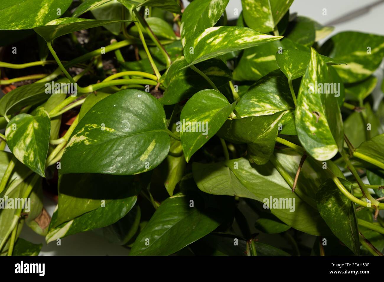 Bel verde con foglie arrotondate di denaro pianta. Epipremnum Pinnatum Foto Stock