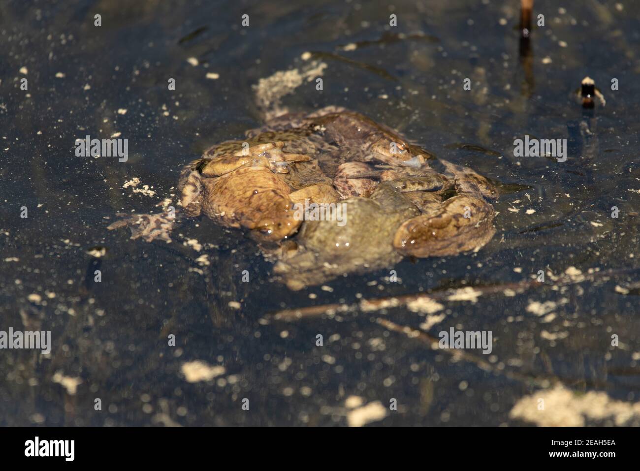 Grandi rane nell'acqua di un lago Foto Stock