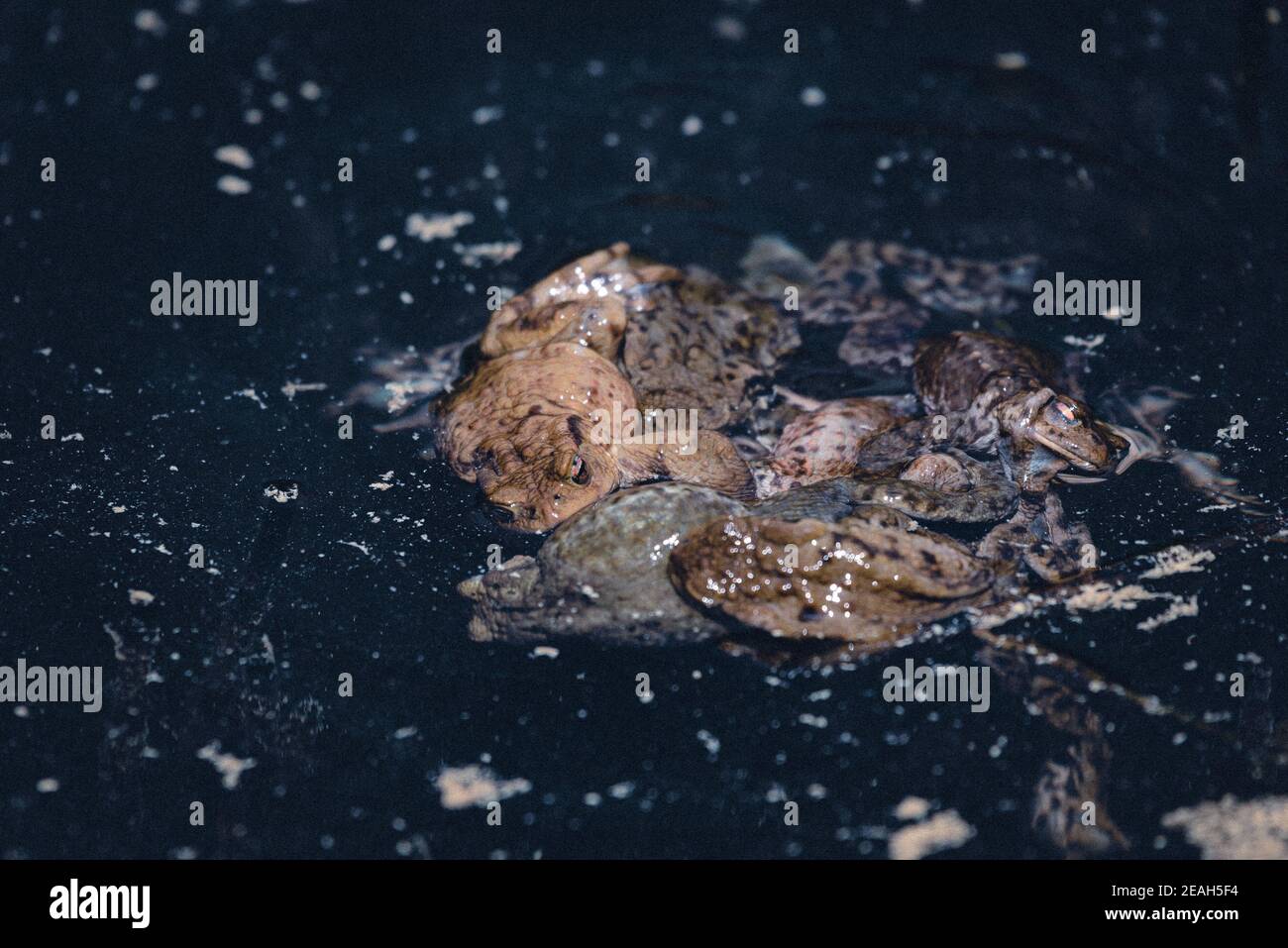 Grandi rane nell'acqua di un lago Foto Stock