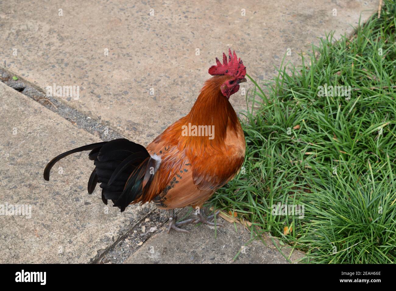 Gallo selvatico nei giardini botanici della valle di Waimea. Foto Stock