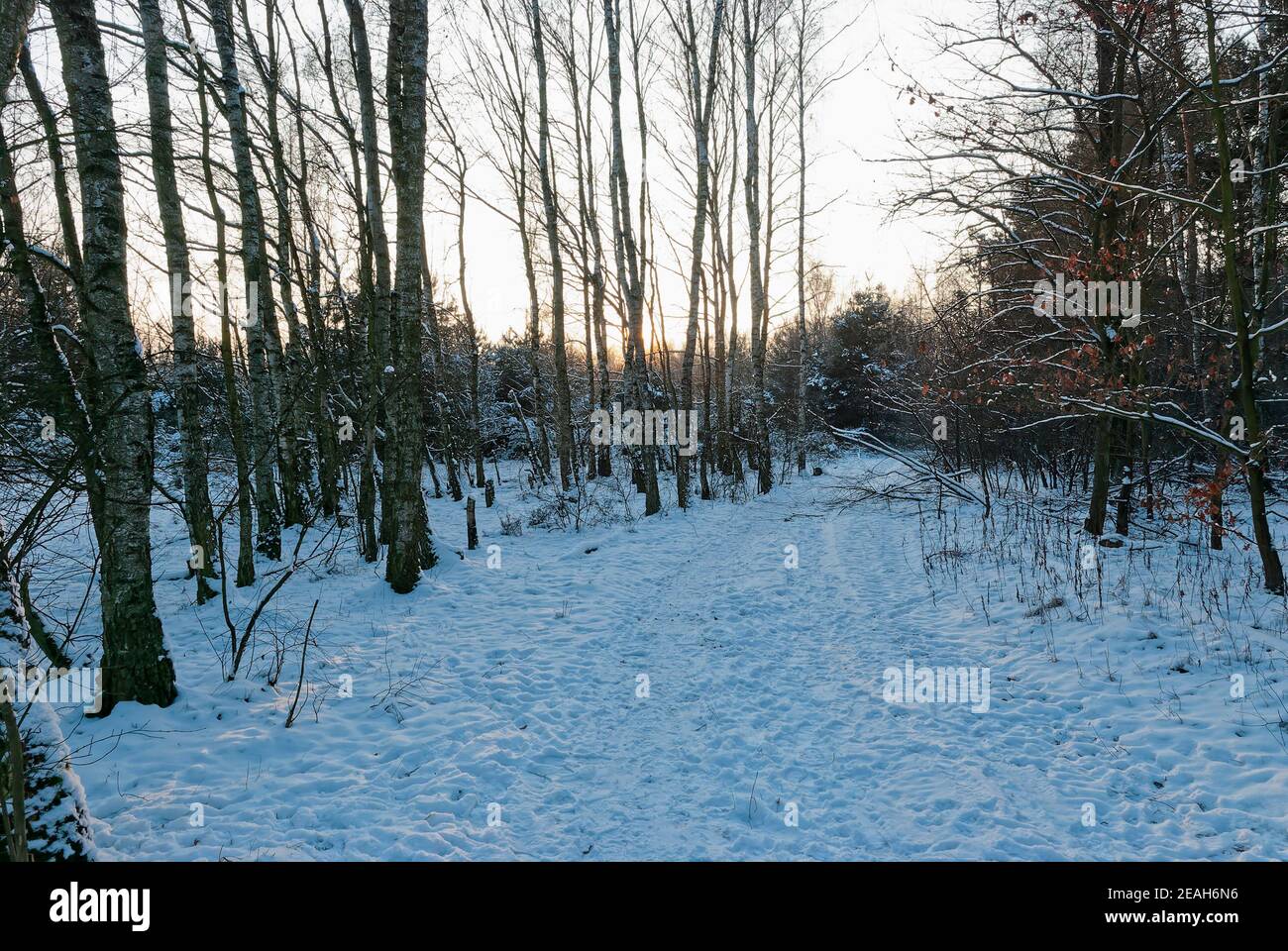 Uccelli invernali. La foto è stata scattata nella foresta durante l'ora d'oro - il sole era già molto basso all'orizzonte. Foto Stock