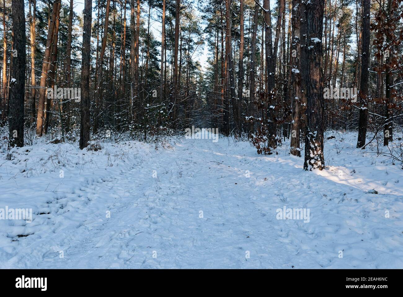 Contrasto invernale nella foresta. La foto è stata scattata nella foresta durante l'ora d'oro - il sole era già molto basso all'orizzonte. Foto Stock