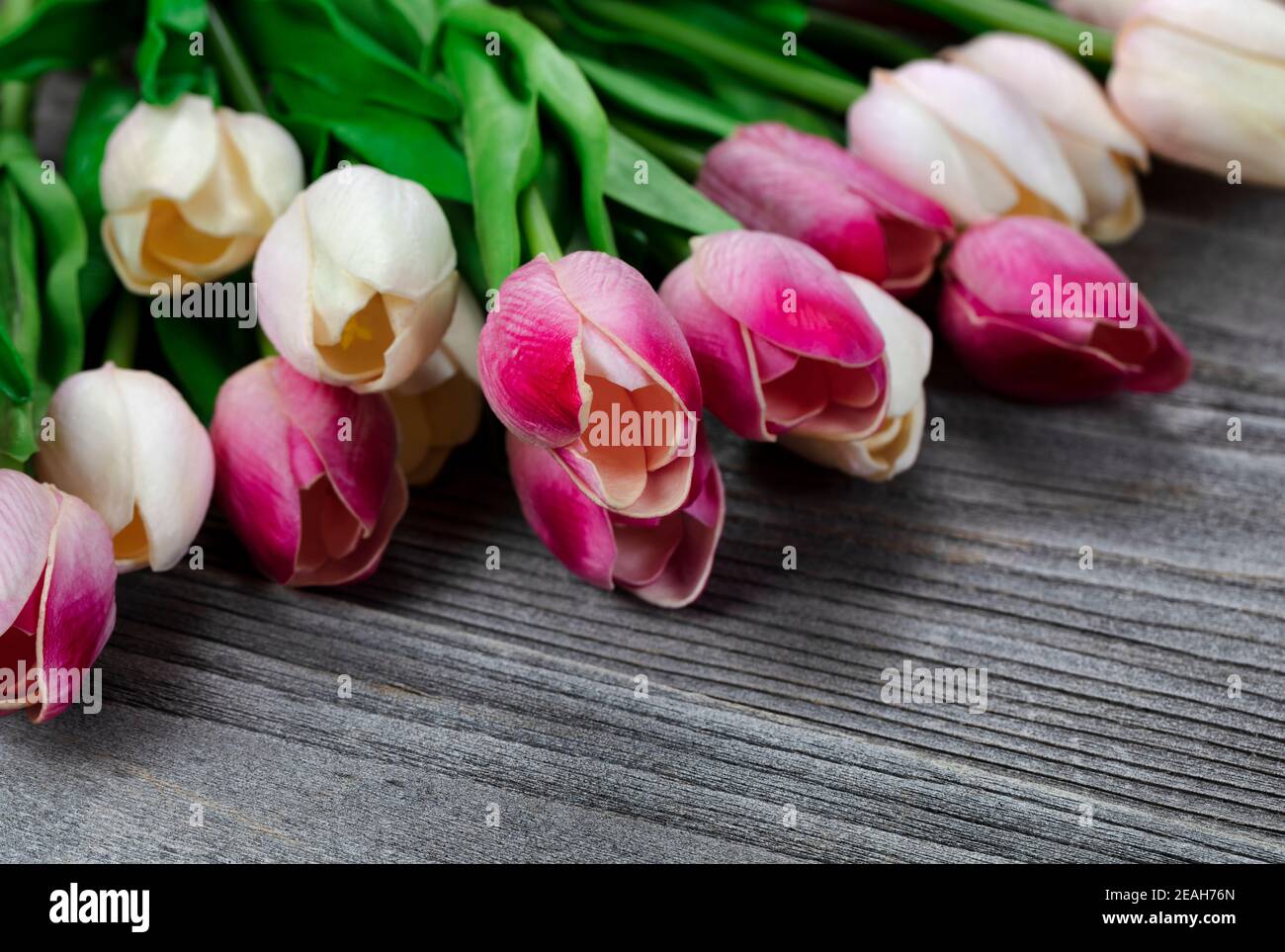 Primo piano di un delizioso tulipano rosa tra gli altri tulipani su legno invecchiato Foto Stock