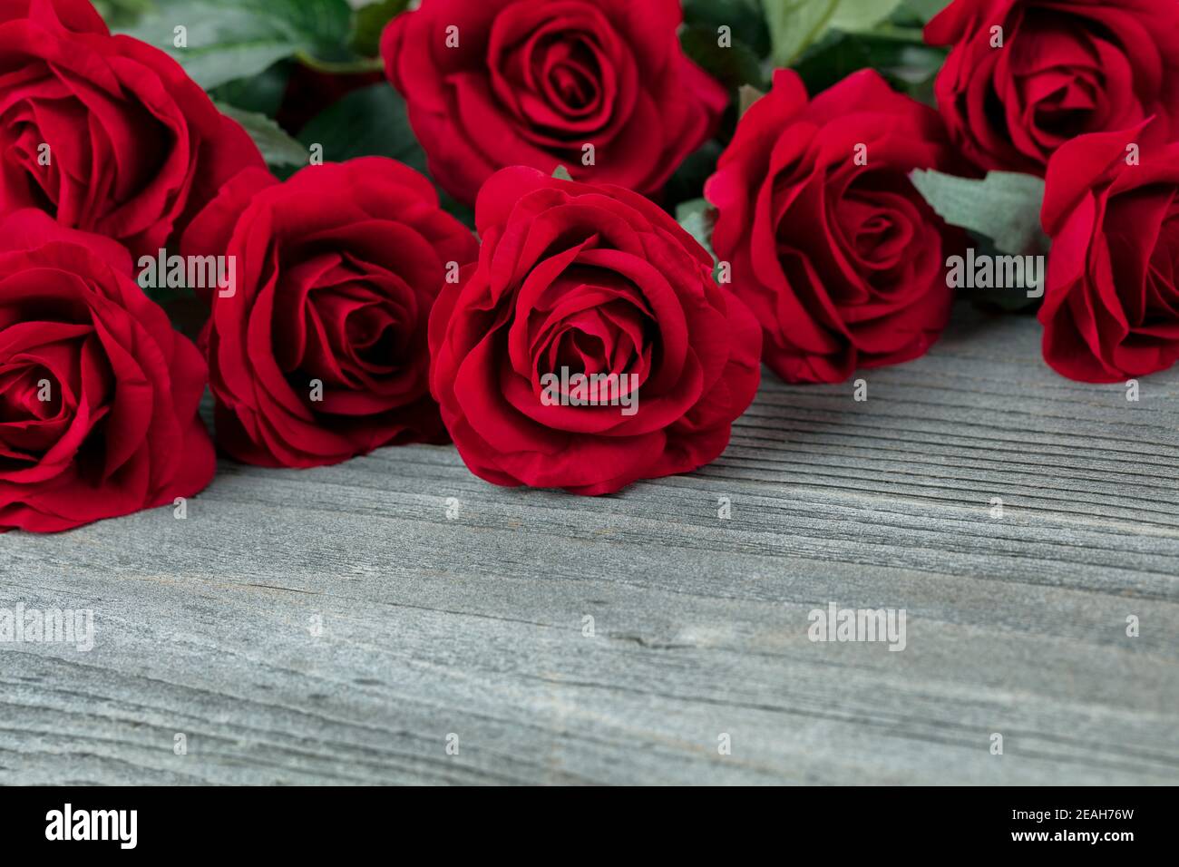 Primo piano di una bella rosa di stoffa rossa tra l'altro rose su legno invecchiato Foto Stock