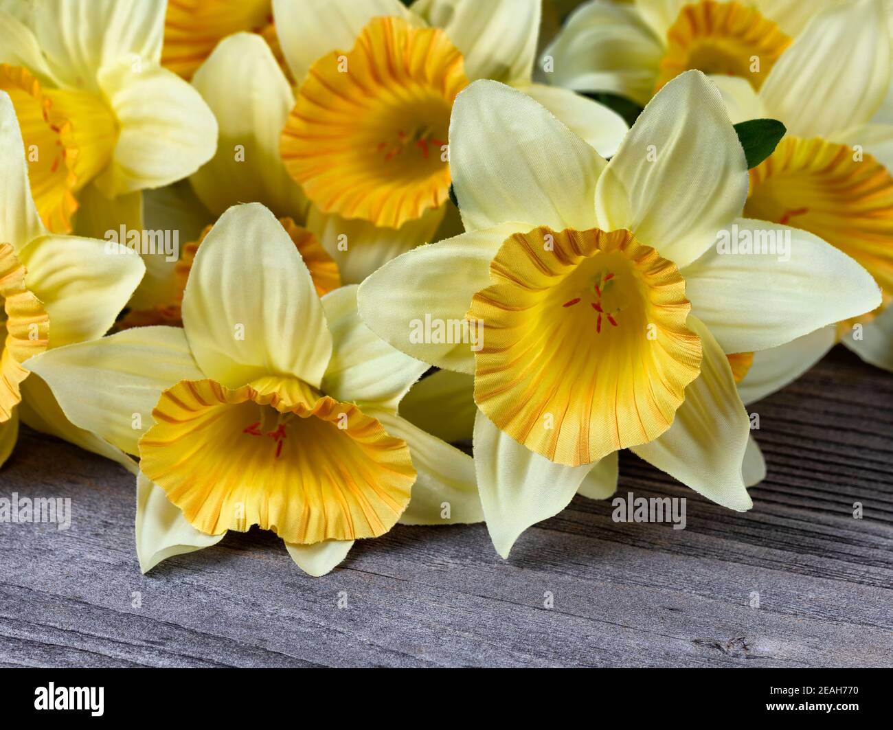 Primo piano di bello singolo giallo stoffa daffodil tra l'altro narcisi su legno invecchiato Foto Stock
