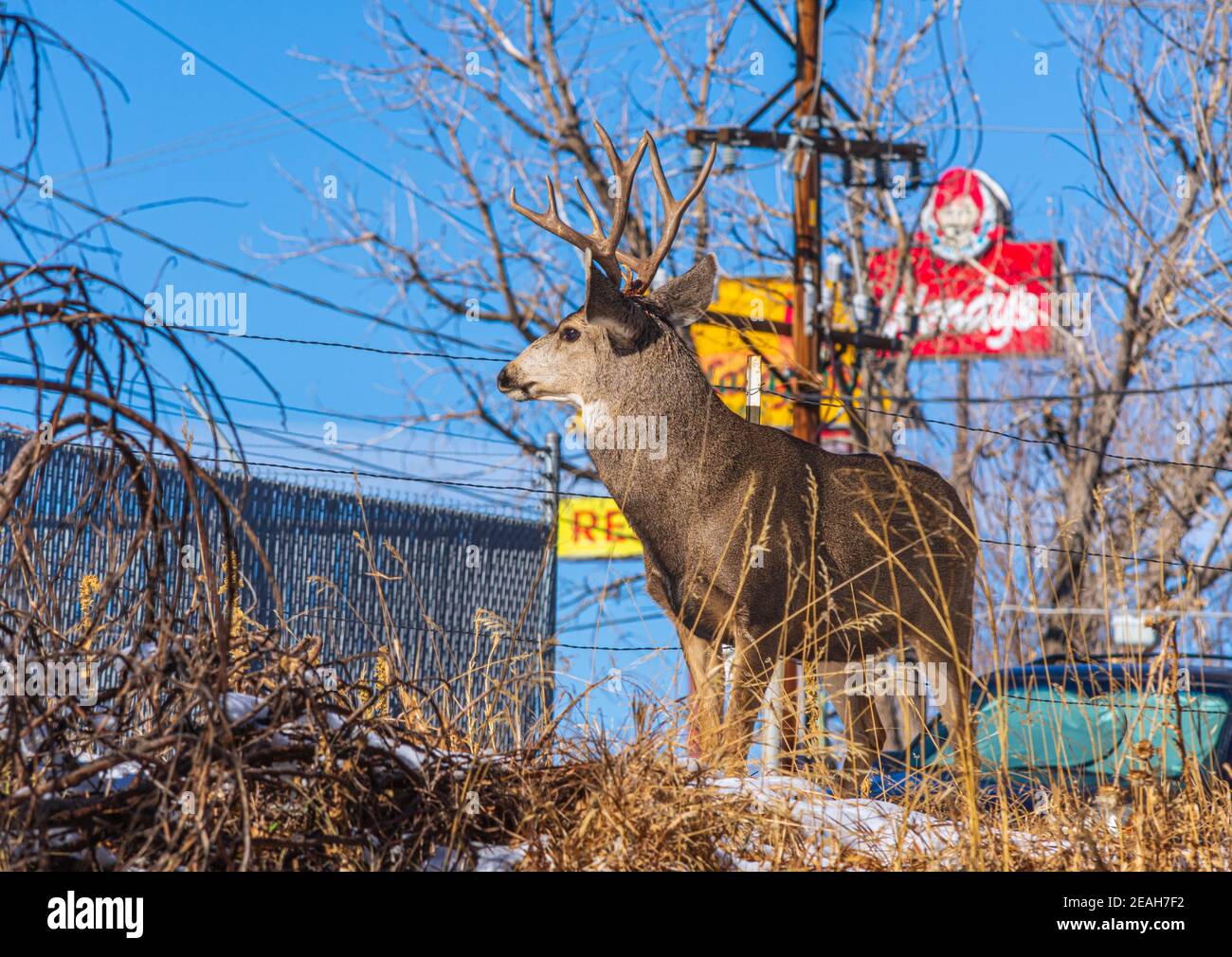 Grande Mule Deer buck (Odocoileus hemionus) si trova alla periferia della città di Castle Rock Colorado USA. Le insegne del ristorante mostrano sullo sfondo. Foto Stock