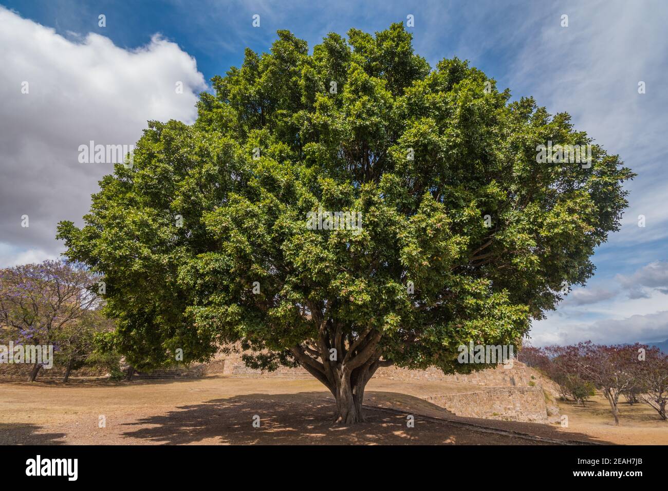 Albero presso il sito archeologico di Monte Albán, antica capitale di Zapotec e patrimonio dell'umanità dell'UNESCO, su una catena montuosa vicino a Oaxaca City, Messico. Foto Stock