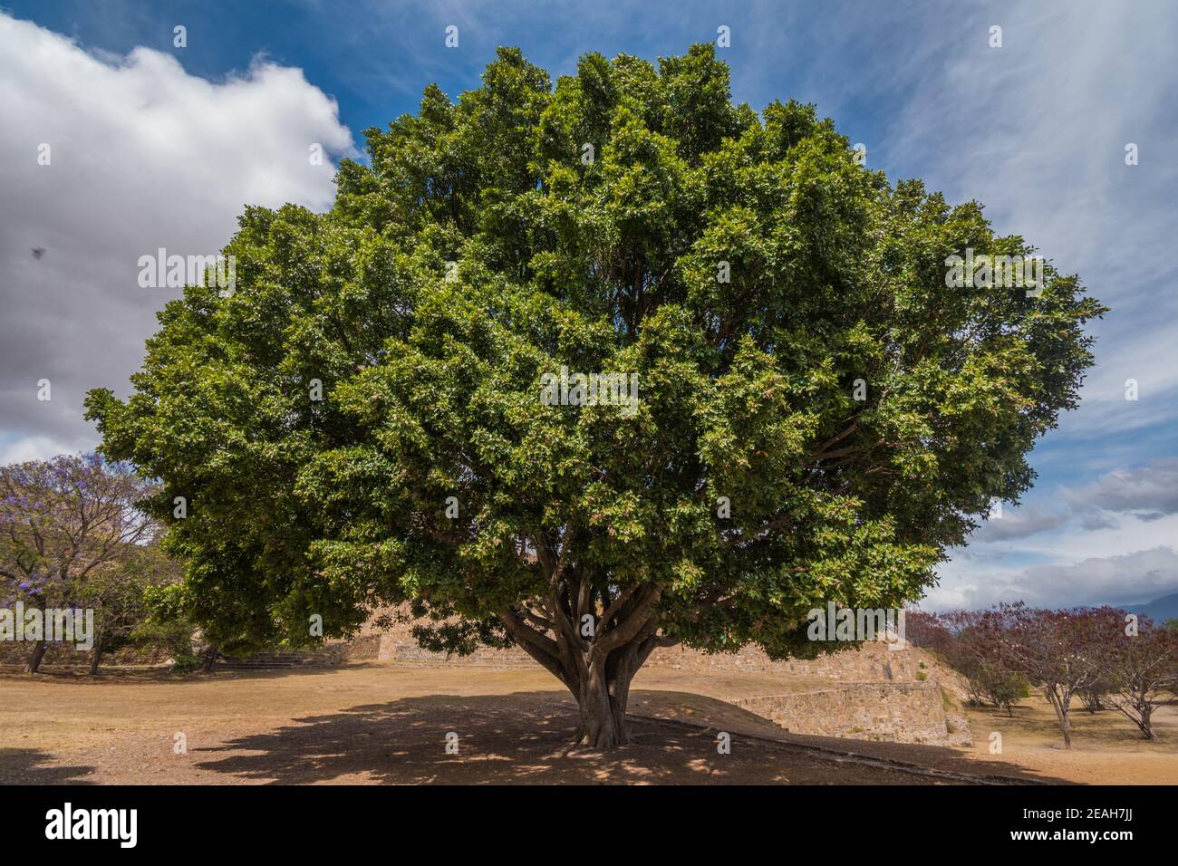 Albero presso il sito archeologico di Monte Albán, antica capitale di Zapotec e patrimonio dell'umanità dell'UNESCO, su una catena montuosa vicino a Oaxaca City, Messico. Foto Stock