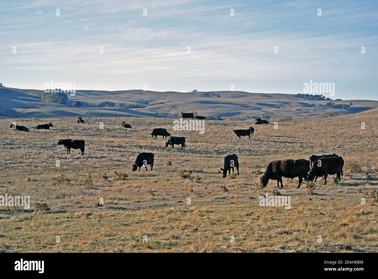 Paesaggio panoramico Sonoma contea vista del ranch di bestiame in california stati uniti Foto Stock