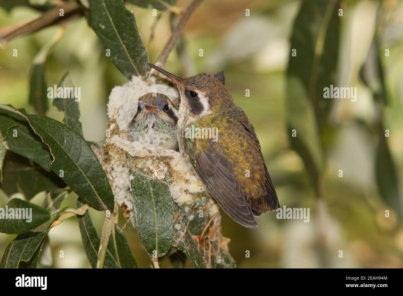 Nestlings di colibrì di colore bianco, leucotis di Basilinna, 23-days e 21-days old in quercia di Silverleaf. Una accoccolata appollaiata sul bordo del nido. Foto Stock
