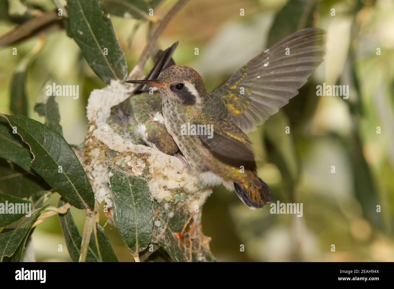 Hummingbird dalle orecchie bianche che accoccolano le ali di pappagallo, Basilinna leucotis, 23 giorni e 21 giorni di età in Silverleaf Oak. Foto Stock
