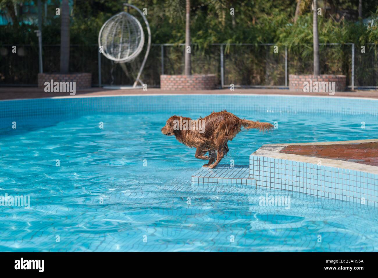 Golden Retriever che gioca in piscina Foto Stock