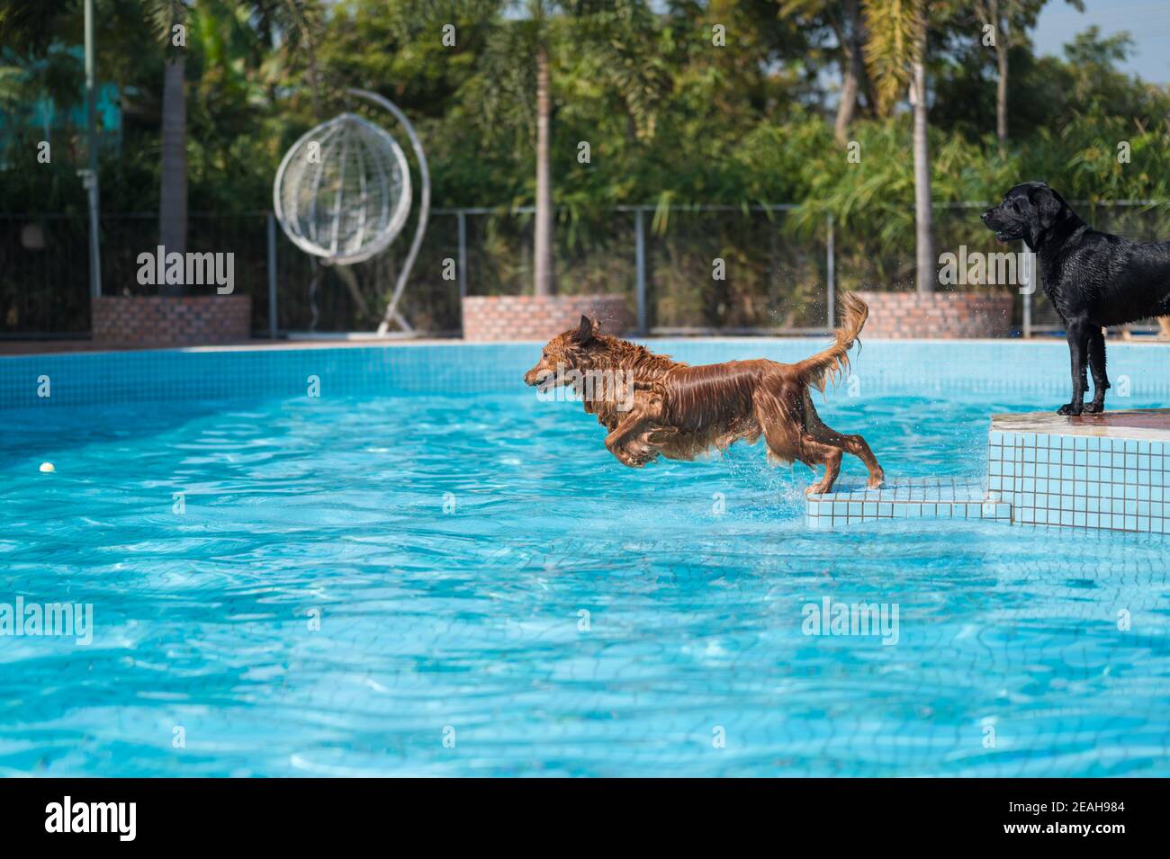 Golden Retriever che gioca in piscina Foto Stock