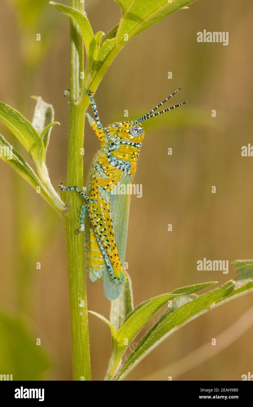Panther-spotted Grasshopper, Poecilotettix pantherinus, Acrididae. Foto Stock