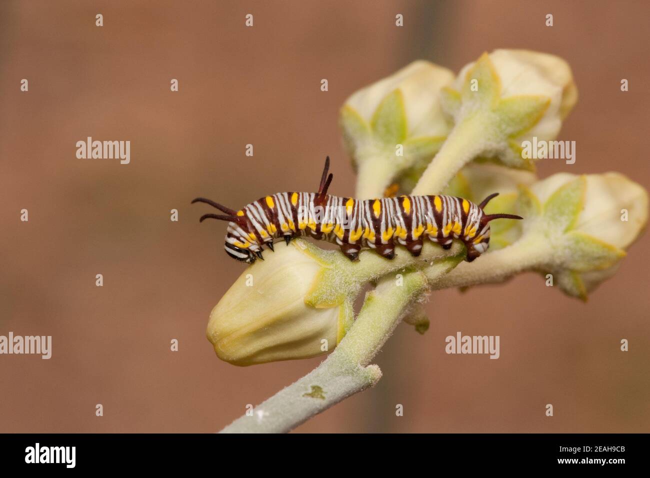 La larva della regina farfalla, Danaus gilippus, Nymphalidae. Alimentazione su alghe del latte. Foto Stock