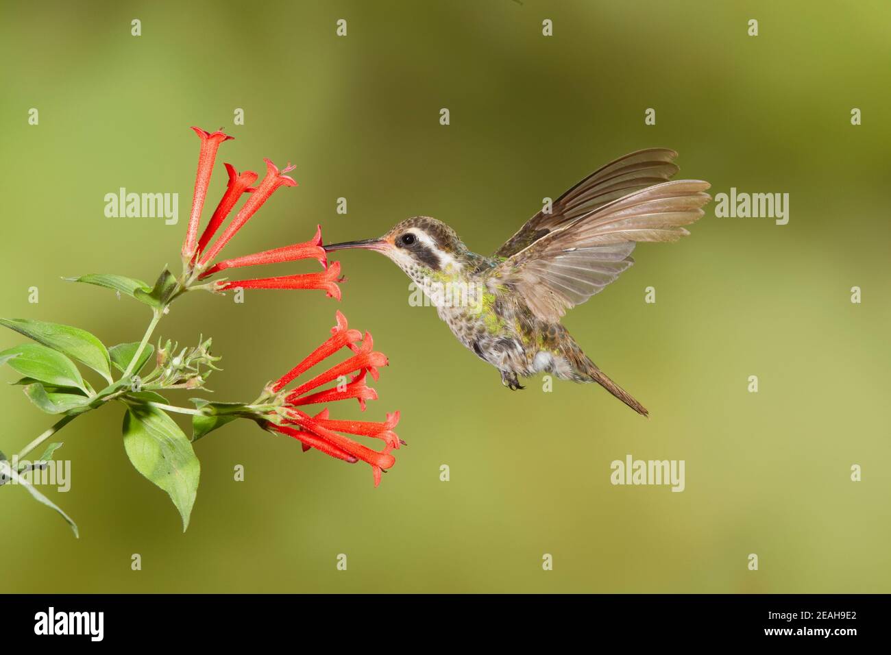 Femmina di colibrì bianco, Hylocharis leucotis, che si nuce al fiore di Bouvardia ternifolia. Piume primarie di molatura. Foto Stock